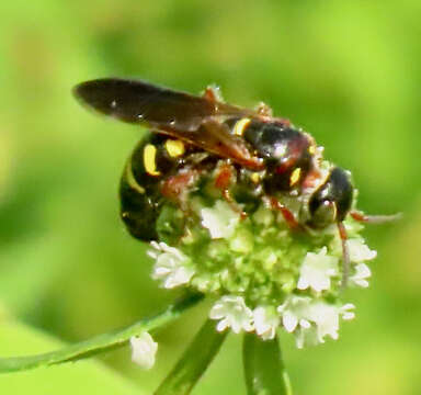 Myzinum dubiosum (Cresson 1872)的圖片