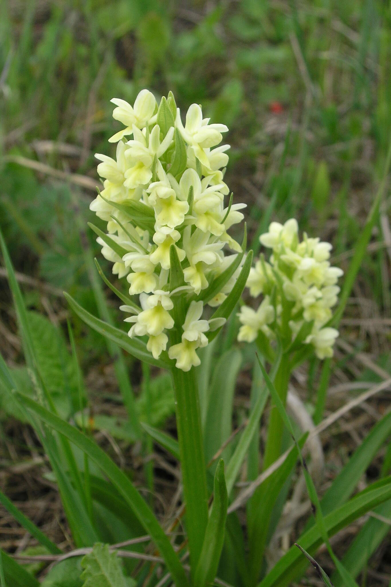 Image de Dactylorhiza romana subsp. georgica (Klinge) Soó ex Renz & Taubenheim