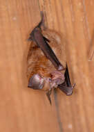 Image of Chinese Horseshoe Bat