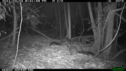 Image of Mountain Brushtail Possum