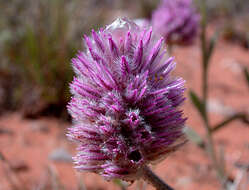 Ptilotus helipteroides (F. Müll.) F. Müll.的圖片