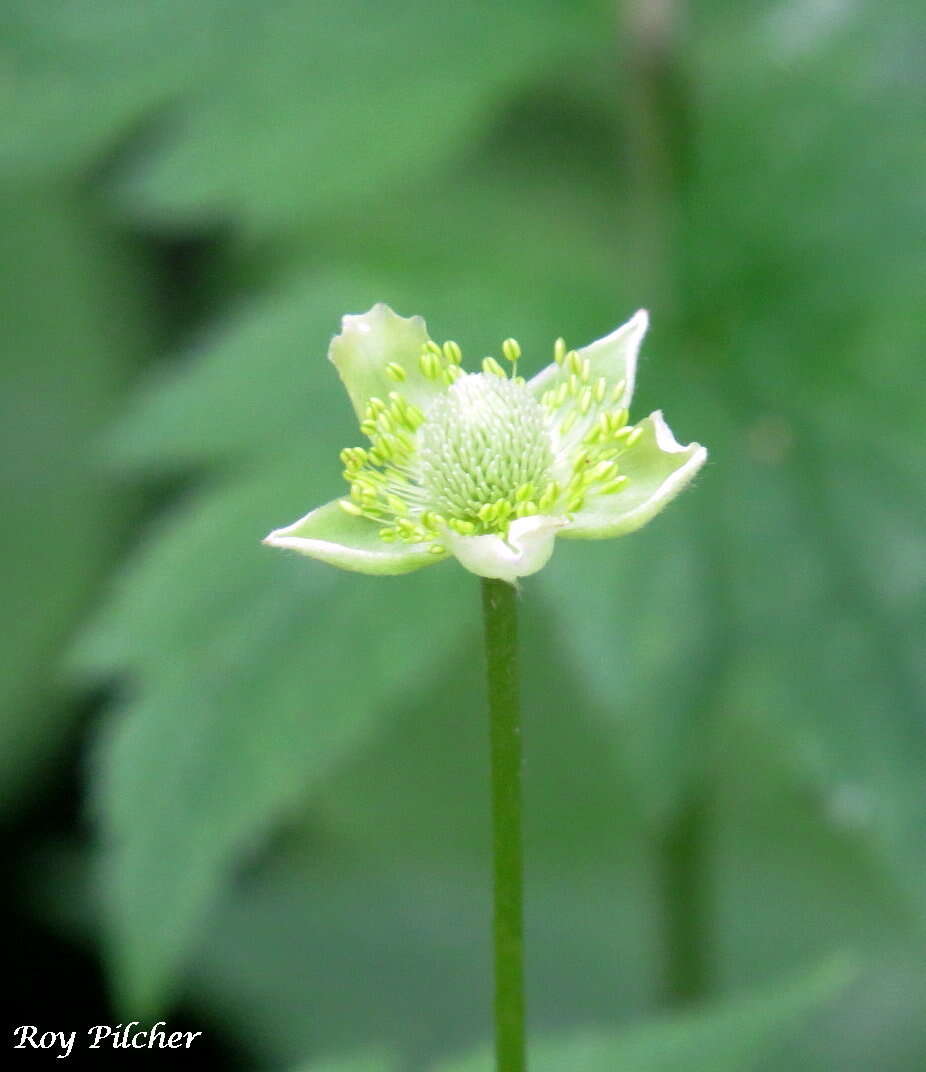 Image of tall thimbleweed