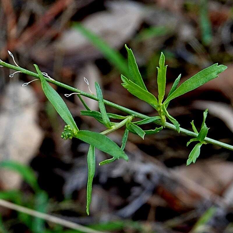 Sivun Lepidium pseudotasmanicum Thell. kuva