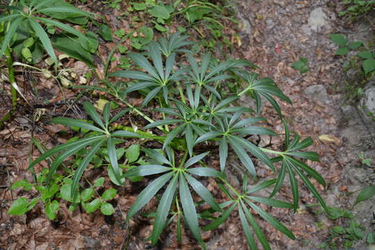 Image of Stinking Hellebore