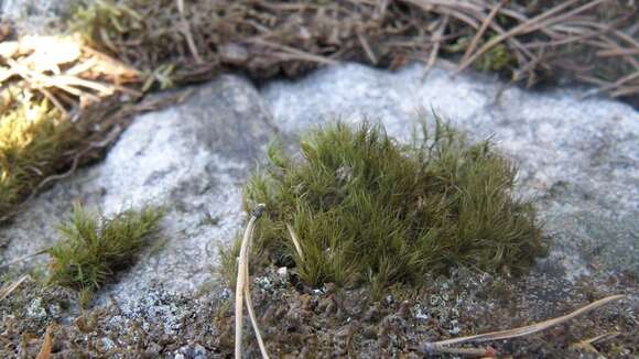 Image of longleaf paraleucobryum moss