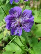 Image of Glandular Crane's-bill