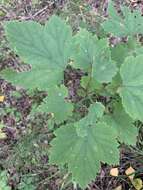 Image of Ribes spicatum subsp. hispidulum (Jancz.) L. Hämet-Ahti