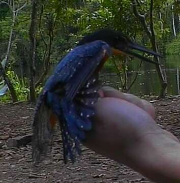 Image of Green-and-rufous Kingfisher