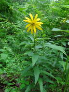 Imagem de Silphium integrifolium var. asperrimum (Hook.) B. L. Turner