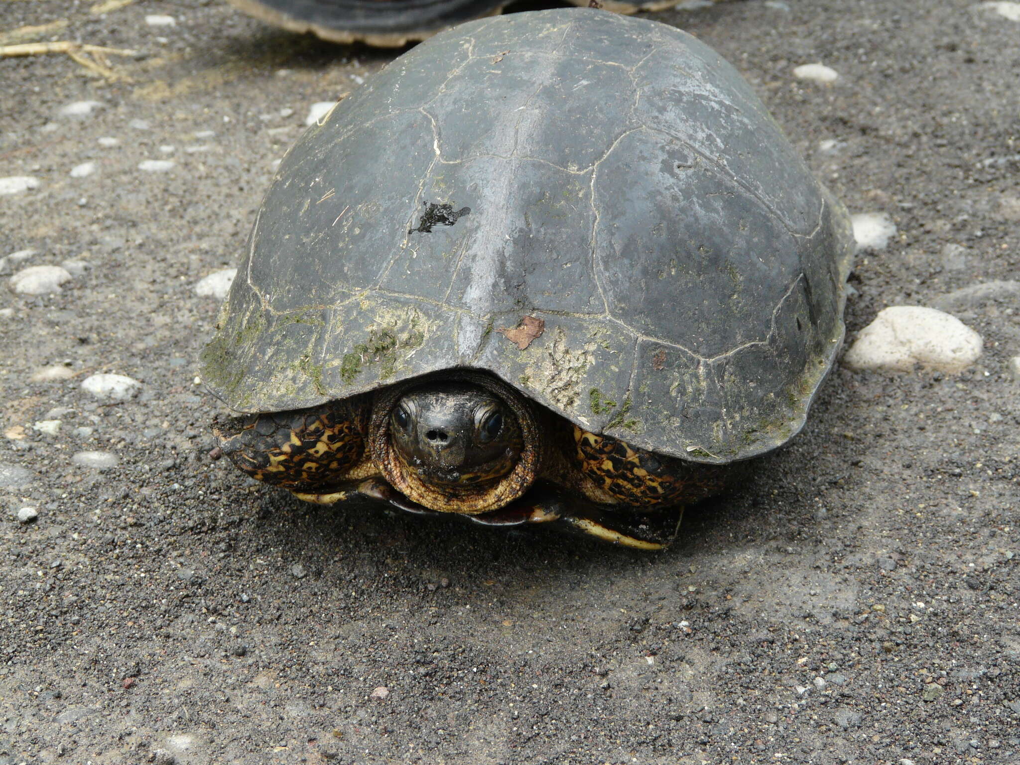 Image of Black River Turtle