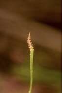 Image of Slender Adder's-tongue