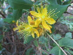 Image of Hypericum grandifolium Choisy