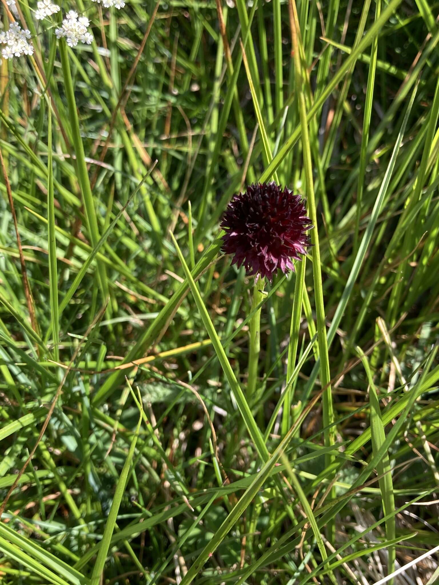 Image of Gymnadenia austriaca var. austriaca