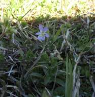 Sivun Viola bicolor Pursh kuva