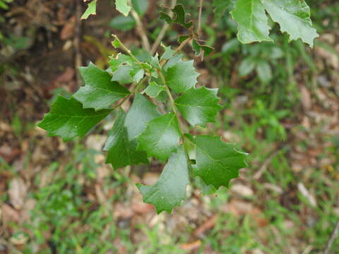 Image of Cupaniopsis shirleyana (Bailey) Radlk.