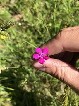 Image of Dianthus deltoides subsp. deltoides