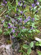 Image of autumn dwarf gentian