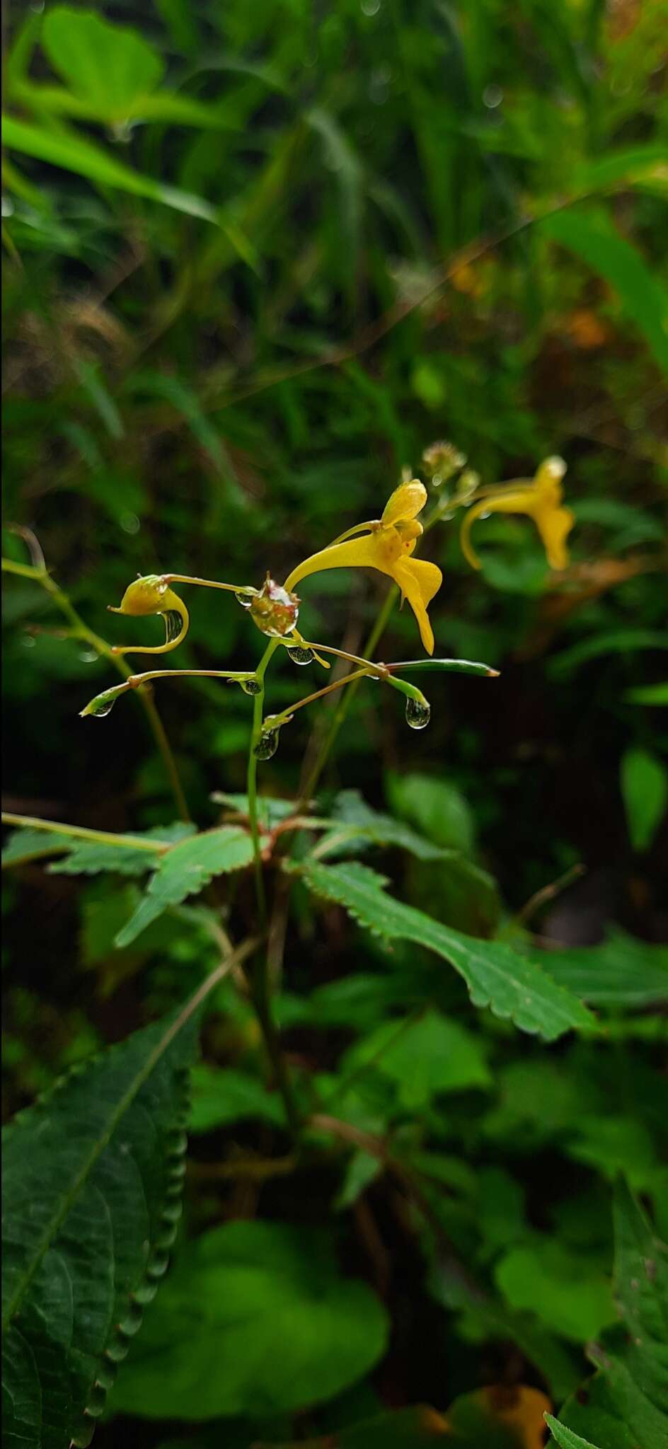 Impatiens racemosa DC. resmi