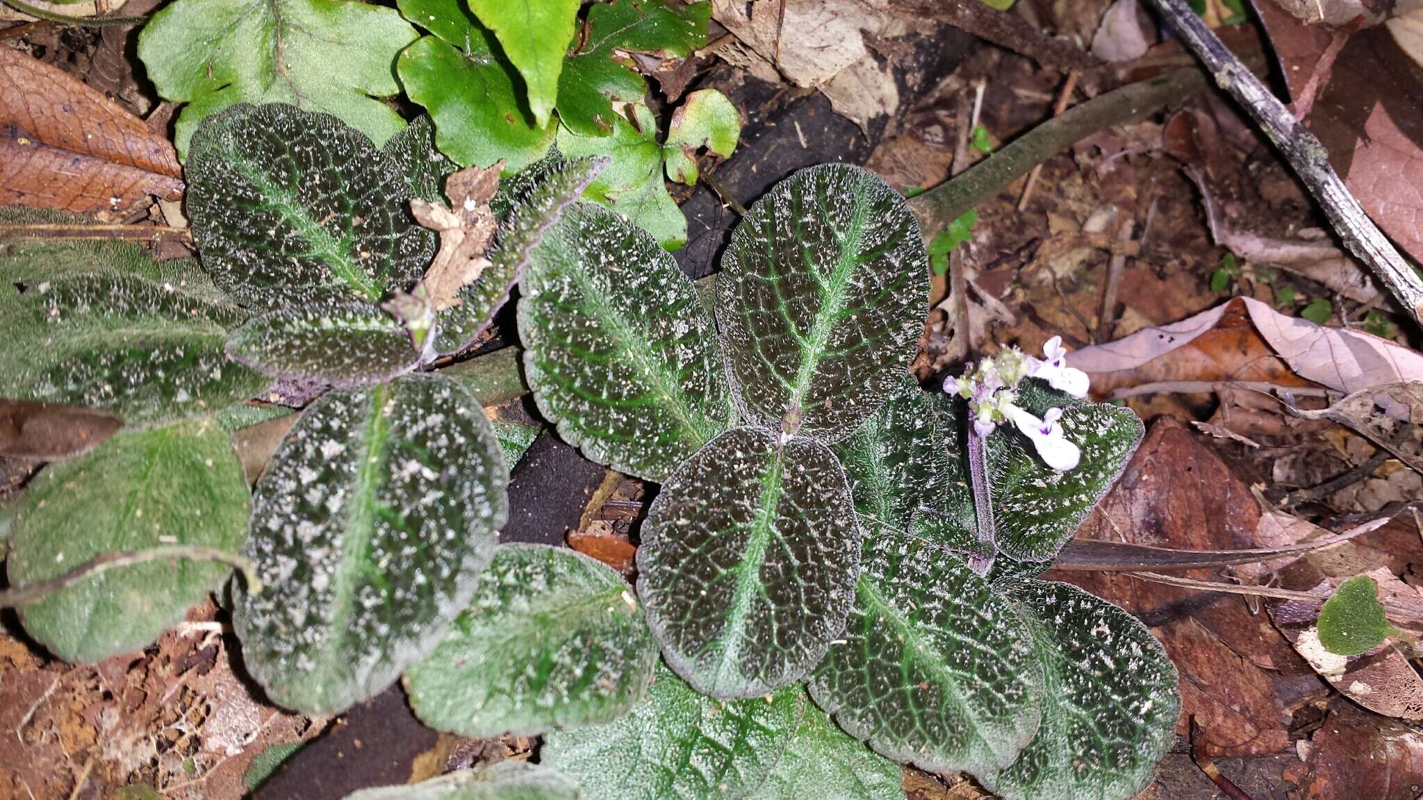 Слика од Plectranthus humbertii Hedge