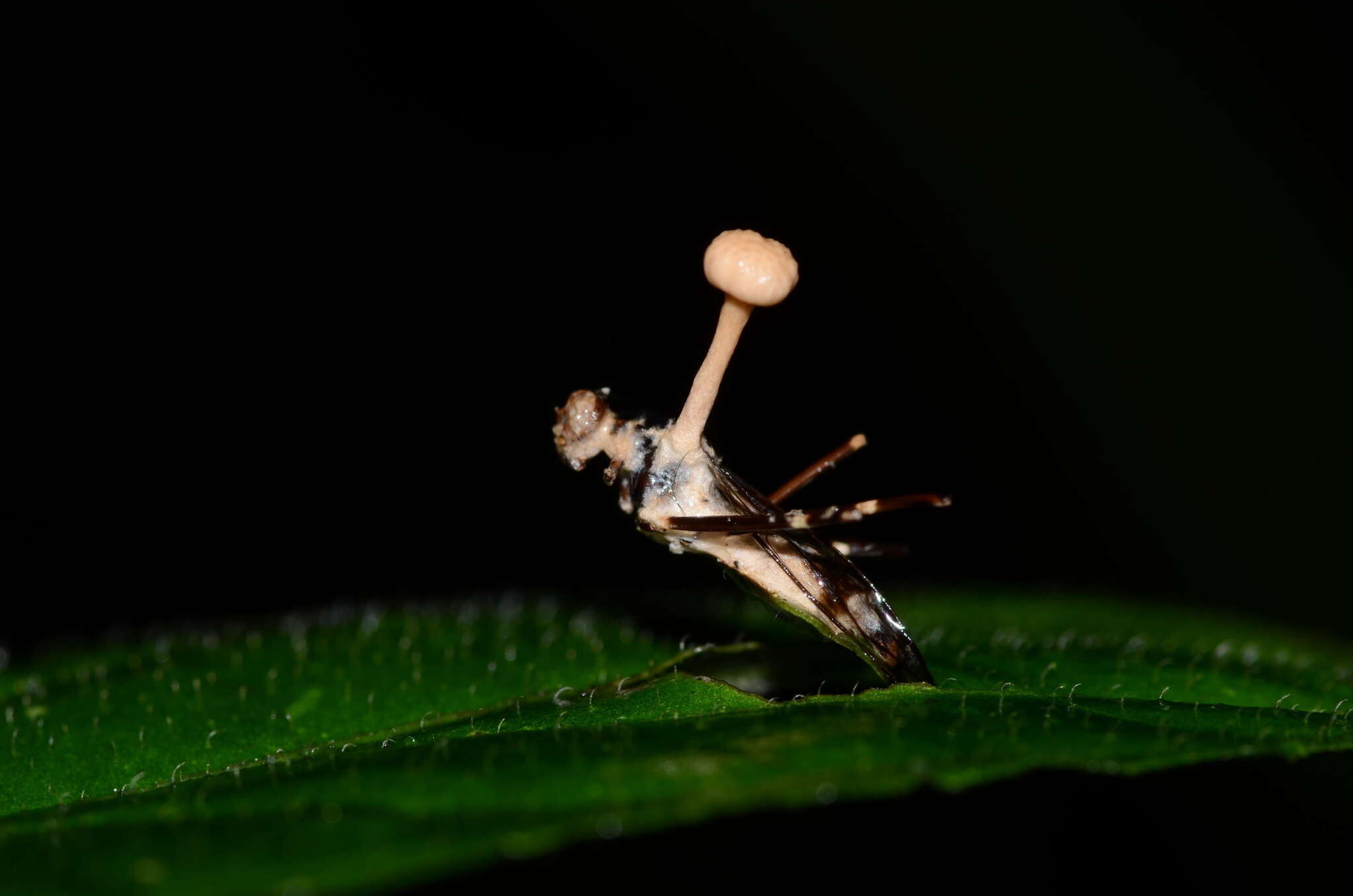 Image of Ophiocordyceps dipterigena (Berk. & Broome) G. H. Sung, J. M. Sung, Hywel-Jones & Spatafora 2007