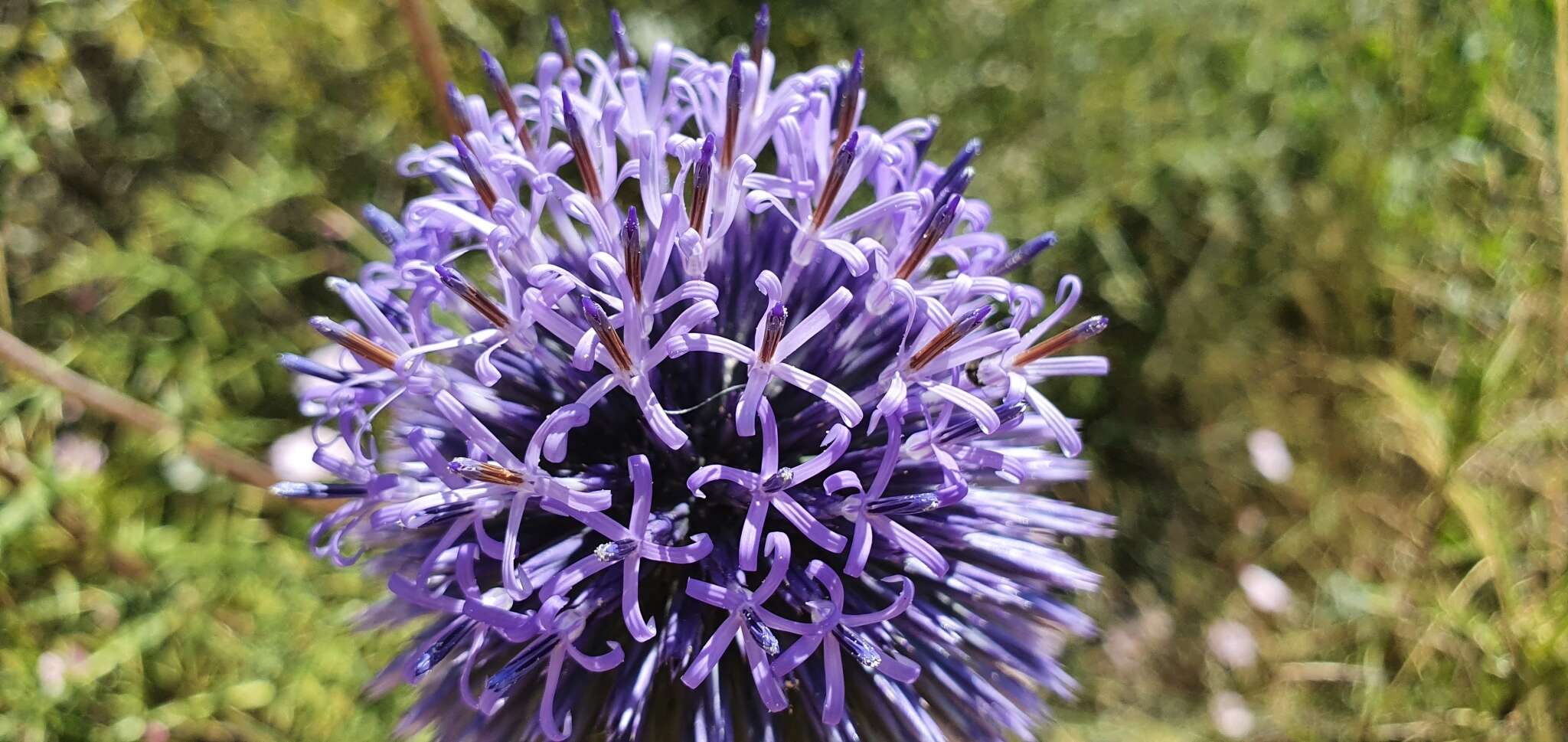 Image de Echinops adenocaulos Boiss.