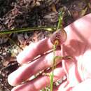 Image of Bonnet orchid