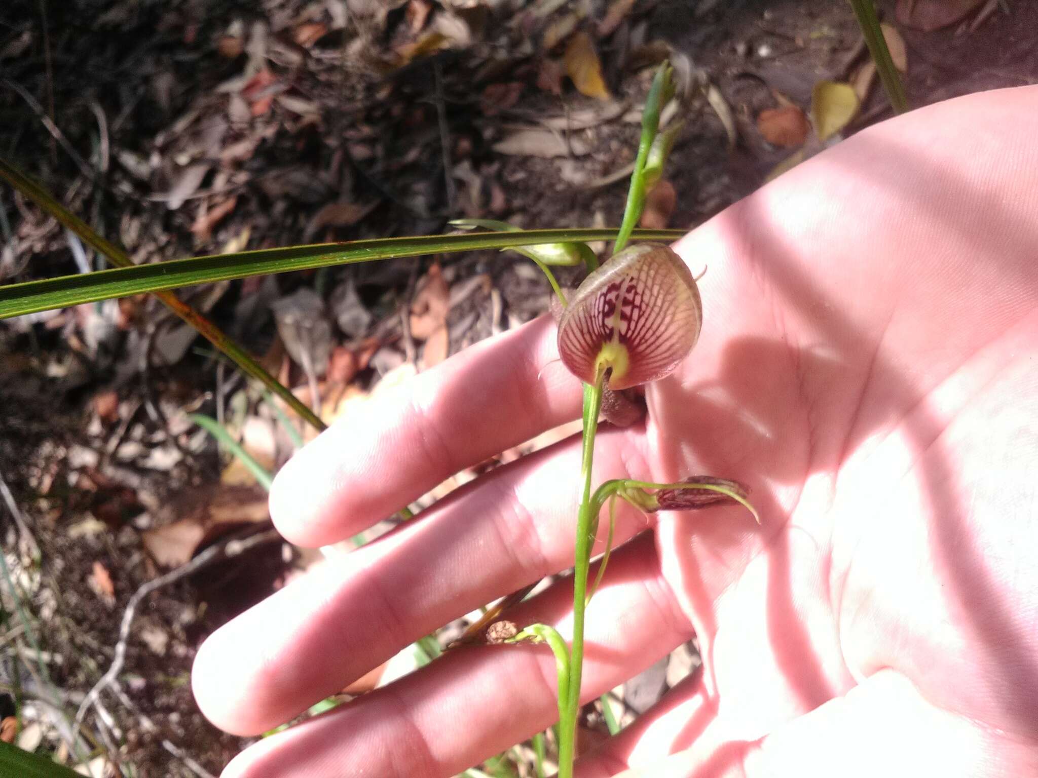 Image of Bonnet orchid