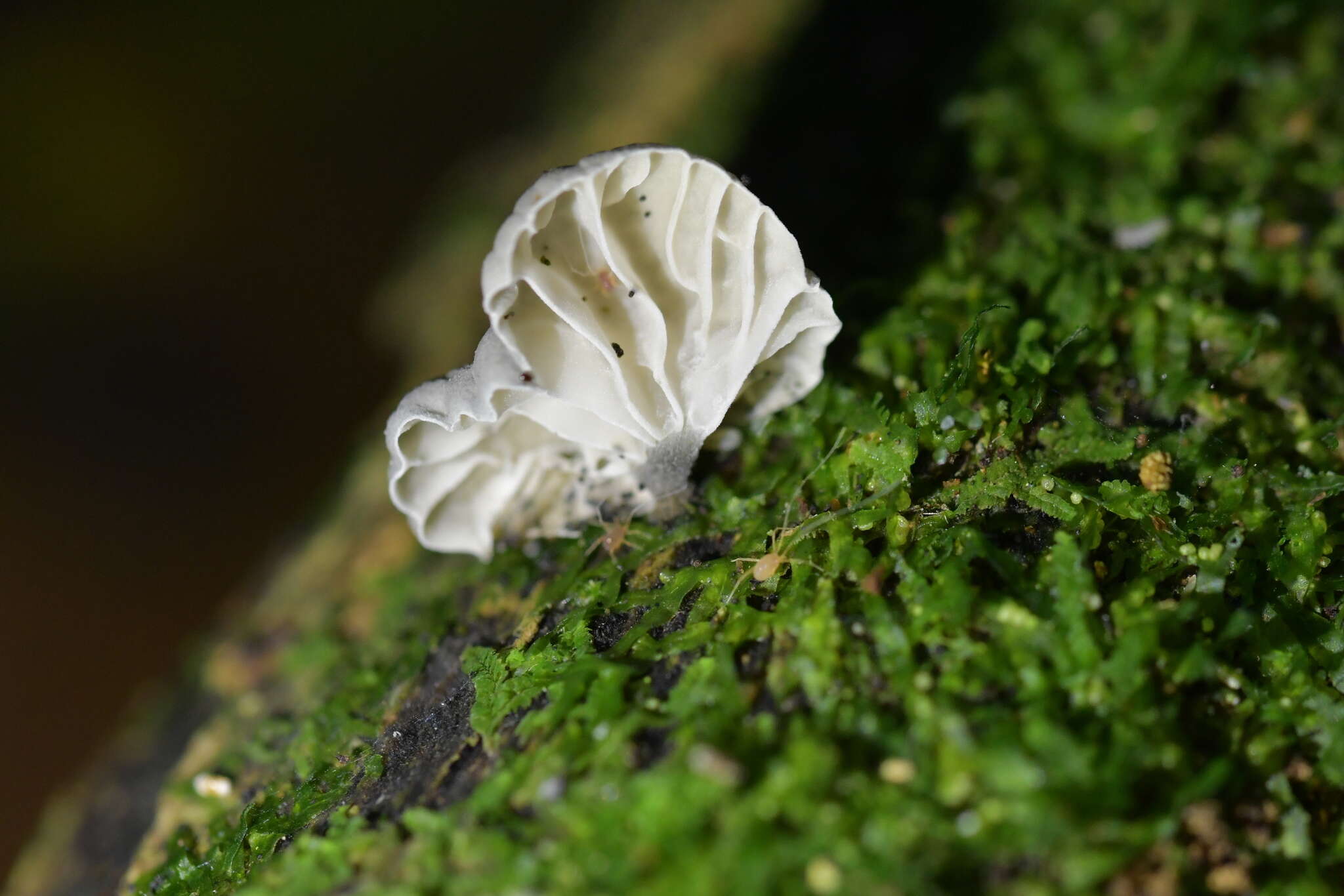 Image of Campanella tristis (G. Stev.) Segedin 1993