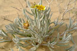 Image of Didelta carnosa var. tomentosa (Less.) Rössl.