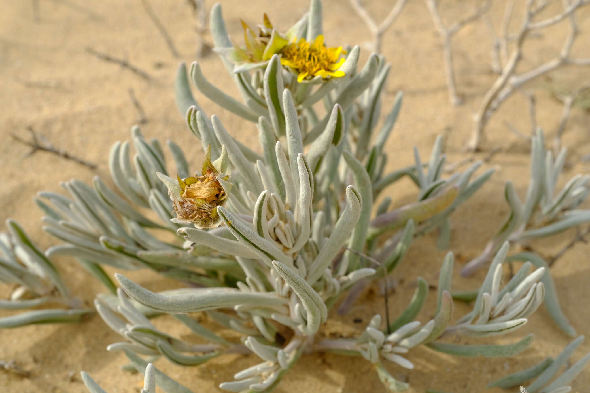 Image of Didelta carnosa var. tomentosa (Less.) Rössl.