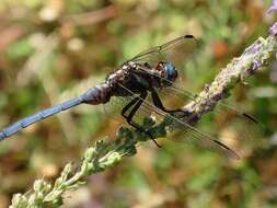 Image of Two-striped Skimmer