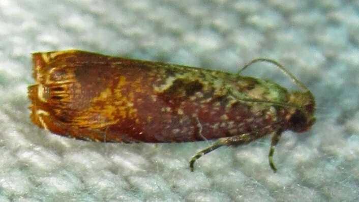 Image of Maple Leaftier Moth