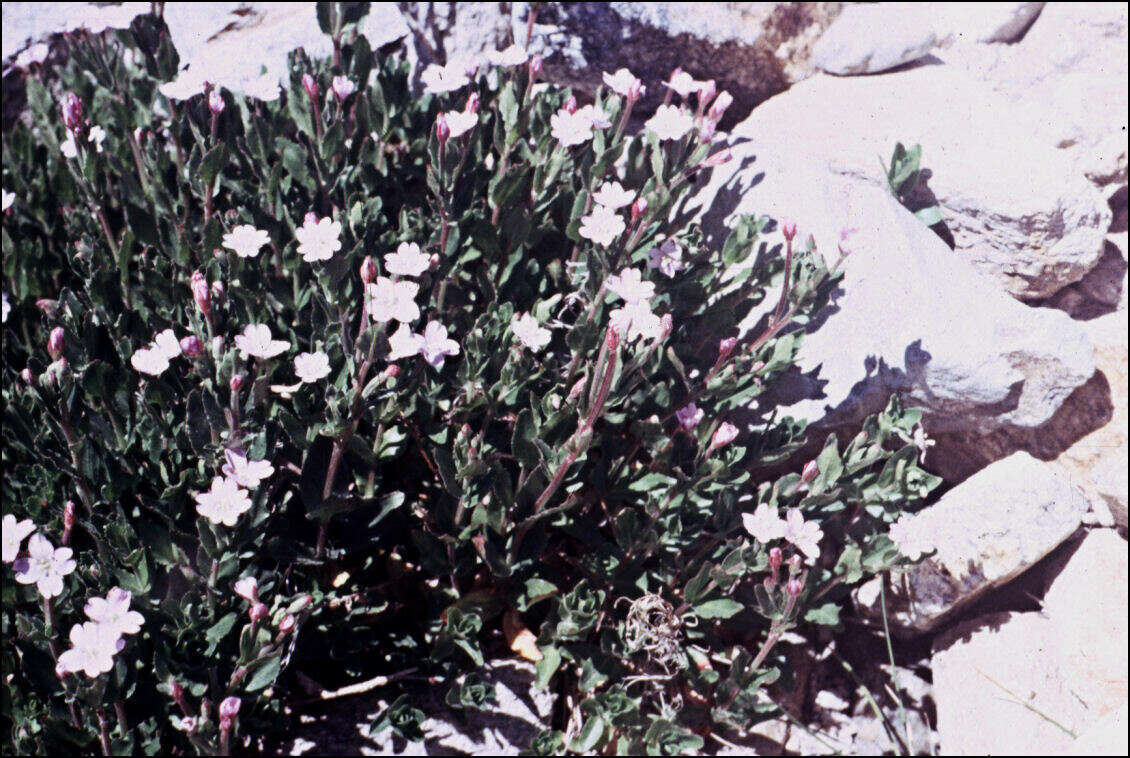 Imagem de Epilobium gunnianum Hausskn.