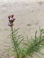 Image of Stevia satureifolia (Lam.) Lam.
