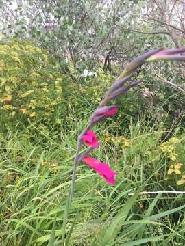 Plancia ëd Gladiolus byzantinus Mill.