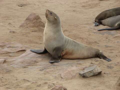 Image of Cape fur seal