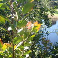 Plancia ëd Acokanthera oppositifolia (Lam.) Codd