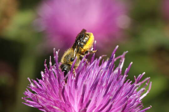 Image de Osmia leaiana (Kirby 1802)