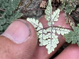 Image of California cloak fern