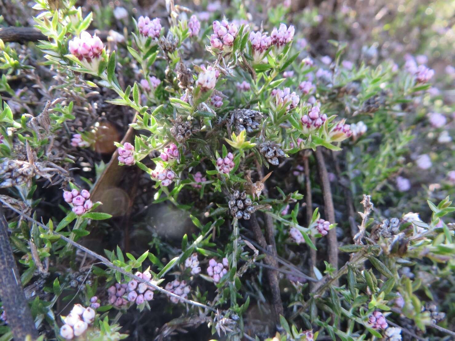 Image of Metalasia serrulata P. O. Karis