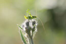 Image of striped bush-cricket