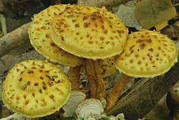 Image of Lemon-yellow Pholiota