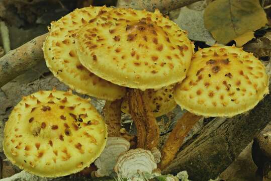 Pholiota limonella (Peck) Sacc. 1887 resmi