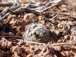 Image of Brady's Hedgehog Cactus