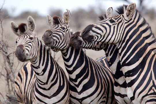 Image of zebra