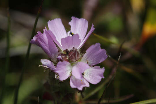 Image of Pt. Reyes checkerbloom