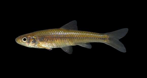 Image of Sand Shiner