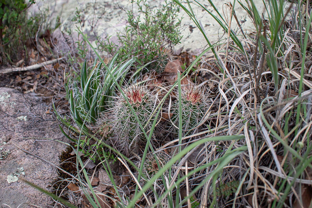 Image de Echinocereus acifer (Otto ex Salm-Dyck) Lem.