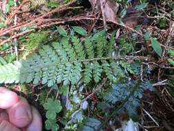 Image de Polystichum parvipinnulum Tag.