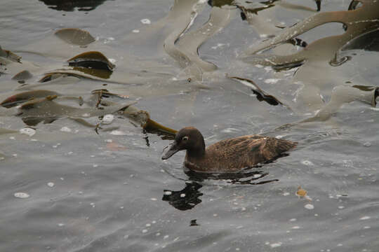 Image of Flightless Teal